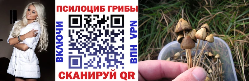 Псилоцибиновые грибы Psilocybe  Бирск 